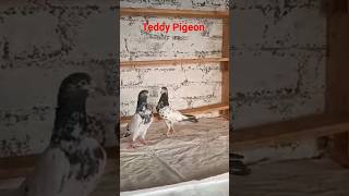 Teddy Pigeon For Sale kkabutargroup shortsvideo youtubeshorts pigeon teddykabootar teddy [upl. by Airetnuhs]