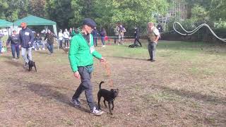 Patterdale Terrier Festival Germany  2022 [upl. by Tammara]