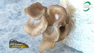 Shiitake și Pleurotus cultivate de coreeni după o tehnologie bulgărească [upl. by Merc]