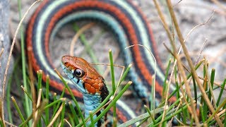 Field Herping  San Francisco Garter Snake [upl. by Ardnaik868]