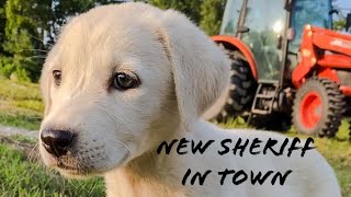 Ayi the Akbash our livestock guardian dog [upl. by Aneerahs]