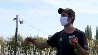 Growing tomatoes WATERFREE Dry farming deepdive at 21 Acres [upl. by Opportina887]