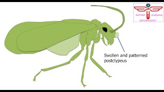 Classification of Insects PartV Orders of the subclass Paraneoptera [upl. by Aikem818]