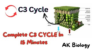 Complete C3 cycle Calvin cycle Photosynthesis [upl. by Laks863]