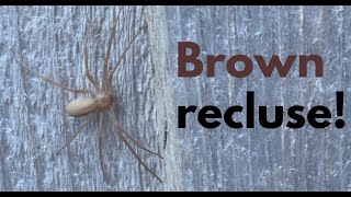 Loxosceles reclusa Brown recluse Takes a stroll [upl. by Nirat]