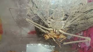 Amblypygi Tailless whip scorpion eating [upl. by Eiliab]