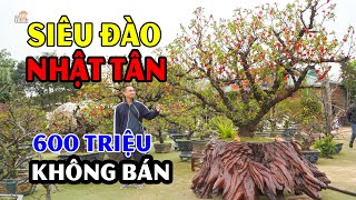 Cực sốc với giá siêu Đào tết Nhật Tân 600 triệu ngạc nhiên hơn khi biết sự thật này hnp [upl. by Anitsirhc]