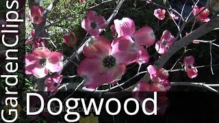 Flowering Dogwood  Cornus florida  How to grow Dogwood Tree [upl. by Nnylirret]