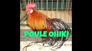 Poule Ohiki doré Exposition avicole Hégenheim 2018 [upl. by Iglesias]