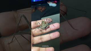 Learn about The Tailless Whip Scorpion [upl. by Lundquist]