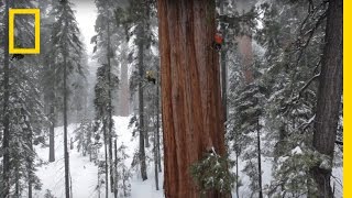 Magnificent Giant Tree Sequoia in a Snowstorm  National Geographic [upl. by Chaffinch]