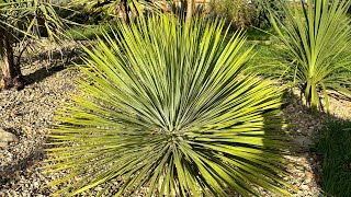 Yucca Rostrata przygotowanie do zimy zabezpieczać czy nie 🤔 [upl. by Arjan]