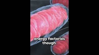 Mitochondria shorts ytshorts science biology chemistry research biochemistry [upl. by Kimbra]