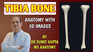 TIBIA BONE ANATOMY [upl. by Vanderhoek]