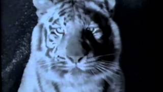 Animorphs  The Invasion Series 1998 Teaser VHS Capture [upl. by Danell]