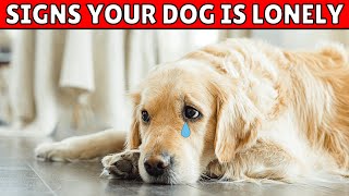 5 Signs of Loneliness in Dogs You Should NEVER IGNORE [upl. by Ikram]