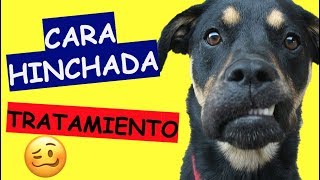 Mi perro tiene la cara hinchada que le puedo dar [upl. by Kall530]