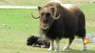 adorable bébés boeuf musqué Cute baby musk oxen Zoo sauvage de St Félicien [upl. by Dwane219]