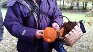 GYMNOPILUS SPECTABILIS [upl. by Enilemme]