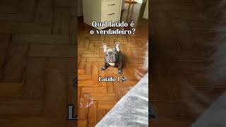 Qual latido é o verdadeiro bulldogfrances frenchie cachorro frenchbulldog funnydog dog pet [upl. by Oirelav1]