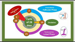 3 Minutes Calcul des règles 28 jours 14 j Ado Cycle menstruel Phase folliculaire [upl. by Enohsal]