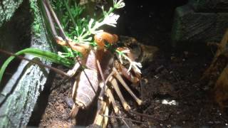 Tailless whip scorpion A coronatus Drinking water from plant [upl. by Gruchot]