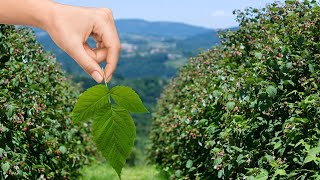 Folha da framboesa benefícios e usos Chá das folhas dessa fruta aprenda a receita [upl. by Atinaujnas]