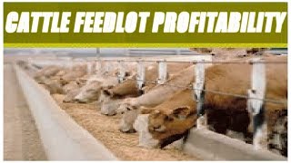 Cattle Feedlot Profitability [upl. by Sire529]