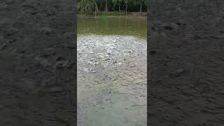 The running of small fishes is very beautiful fishing fish short [upl. by Edieh]