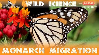 WILD Science Monarch Migration [upl. by Wakerly409]