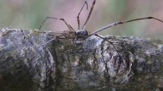 アシナガグモ Tetragnatha praedonia [upl. by Reniti]