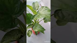 alocasia cucullata plant care ll trending indoor plants yt shorts shorts gardening [upl. by Aiyot]