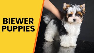 Where to Find Biewer Puppies for Sale [upl. by Aisad]