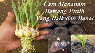 cara menanam bawang putih di polybag anti gagal [upl. by Virgin]