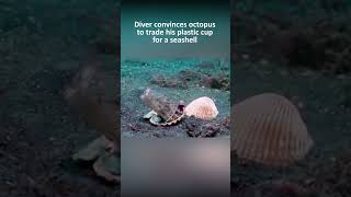 Diver convinces octopus to trade his plastic cup for a seashell [upl. by Ymer]