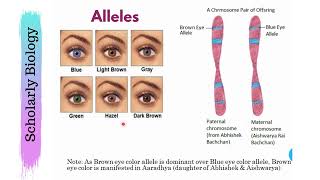 Genes vs Alleles  Molecular Basis of Inheritance  Biology Class 12NEET [upl. by Annekim]