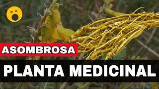 😱 Astragalus Beneficios Y Propiedades ✔️ ¿Para Qué Sirve El Astrágalo Astragalus Membranaceus 👈 [upl. by Anitrebla]