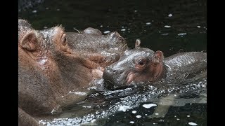 Flodhesteunge bliver født  Copenhagen Zoo [upl. by Bender]