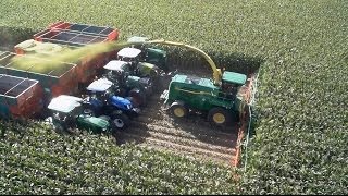 Chopping 20 rows of corn with Kemper [upl. by Colwen]