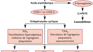 les prostaglandineslipooxygénase et cyclooxygénase [upl. by Ailelc260]