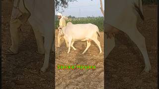 top Haryana caw shorts cow videos viral shorts rathi cow Tharparkar cow tharparkar bull Sahiwal cow [upl. by Aratahc518]