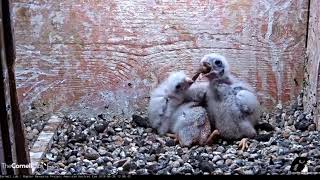 American Kestrel chick vs Thirteenlined Ground Squirrel [upl. by Secunda]