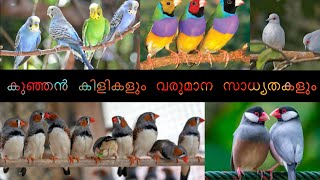 കുഞ്ഞൻ അലങ്കാര കിളികൾ വളർത്തുന്ന തുടക്കക്കാർ അറിഞ്ഞിരിക്കുക ഈ കാര്യങ്ങൾ  പക്ഷി വളർത്തൽ  Farming [upl. by Acirre]