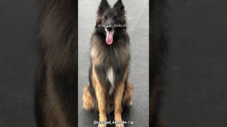 Belgian Tervuren  A Versatile and Intelligent Dog [upl. by Jaimie]