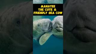 Manatee  The Cute amp Friendly Sea Cow shorts [upl. by Lebasy59]