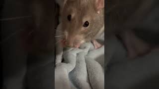 My rats LOVE bubble n squeak 😁 rat shorts [upl. by Dowzall415]