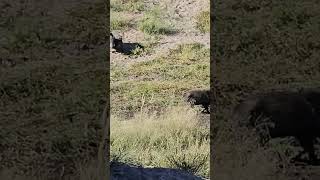 JAVELINA southernaz wildlife hunting arizona animal javelinas outdoors [upl. by Dualc]