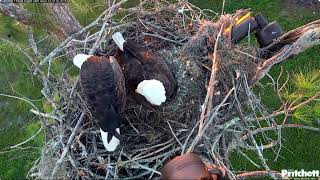 M15 sees the chick for the first time Southwest Florida Eagle Cam [upl. by Matusow]