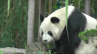 Panda gigante Ailuropoda melanoleuca de Zoológico de Chapultepec  CDMX [upl. by Gratia254]