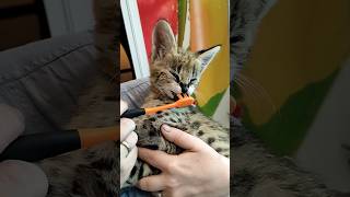 Мини сервал чистит зубы 🦷Serval meow каракал caracal cute caracat сервал cat serval alc [upl. by Sivatco]